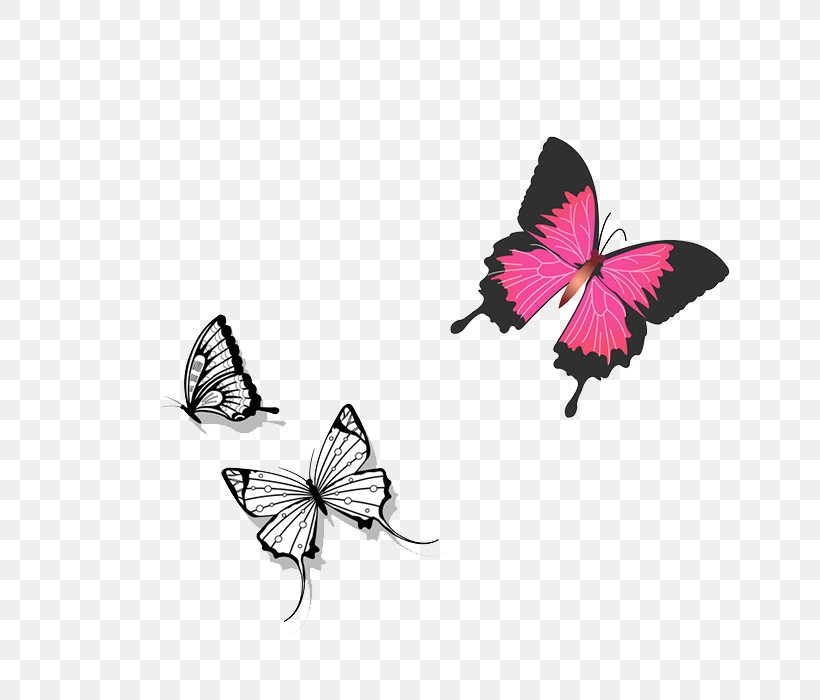 butterfly graphic design