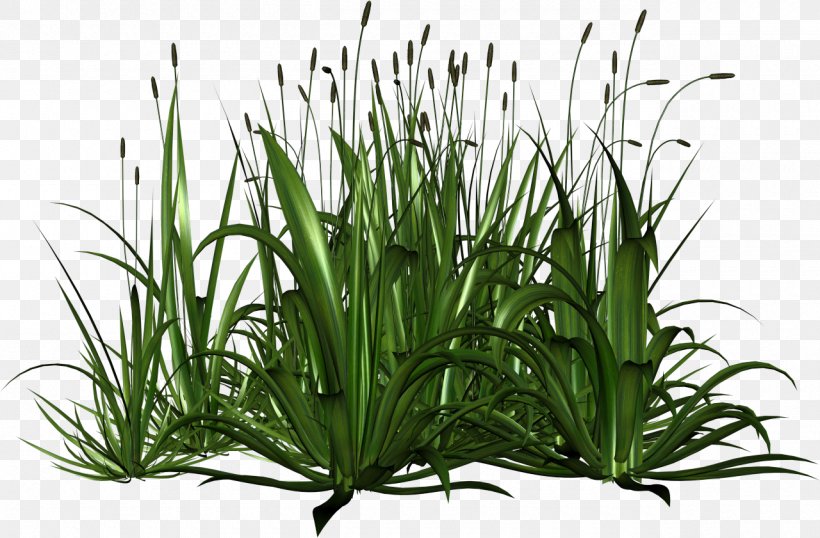 Grass Herbaceous Plant Swamp, PNG, 1280x841px, Grass, Cattail, Digital Image, Flower, Flowering Plant Download Free