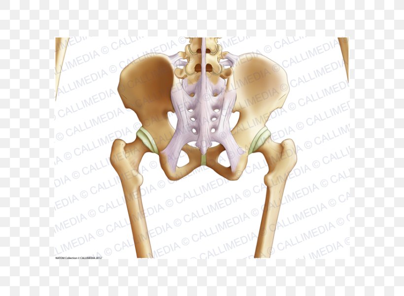 Pelvis Hip Bone Coronal Plane Anatomy, PNG, 600x600px, Watercolor, Cartoon, Flower, Frame, Heart Download Free