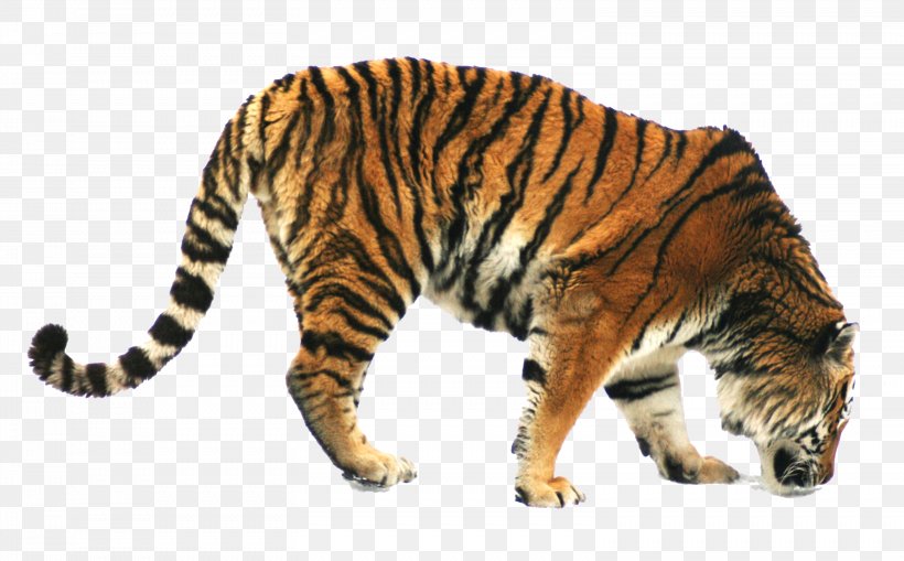 Siberian Tiger Bengal Tiger Cat Foraging Domestic Pig, PNG, 3116x1936px, Siberian Tiger, Animation, Bengal Tiger, Big Cat, Big Cats Download Free