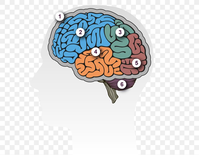 Human Brain Dementia Lateralization Of Brain Function Alzheimer's Disease, PNG, 600x641px, Watercolor, Cartoon, Flower, Frame, Heart Download Free