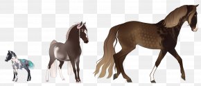 Tennessee Walking Horse - Mustang Foal Stallion Colt Mare PNG