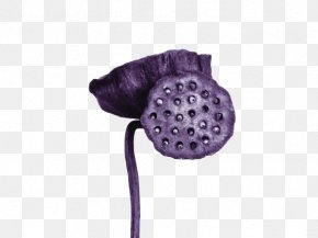 Shower - Nelumbo Nucifera Lotus Seed Lotus Root PNG