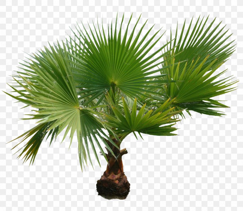 Palm Trees Clip Art Image Trachycarpus Fortunei, PNG, 900x784px, Palm Trees, Arecales, Asian Palmyra Palm, Borassus Flabellifer, Houseplant Download Free