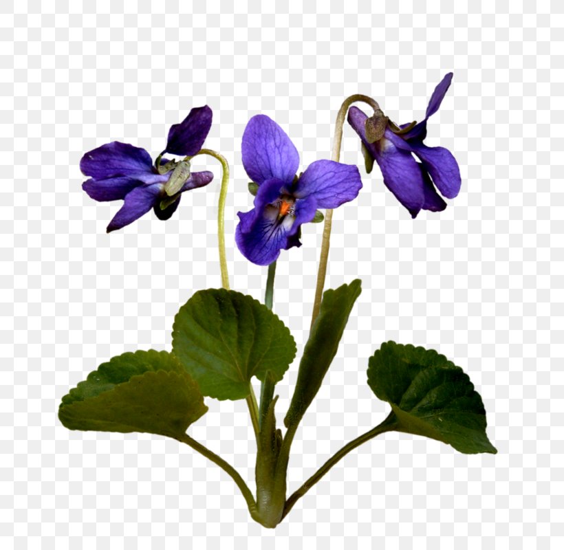 Pansy Violet Flower Image, PNG, 800x800px, Pansy, Digital Image, Flora, Flower, Flowering Plant Download Free