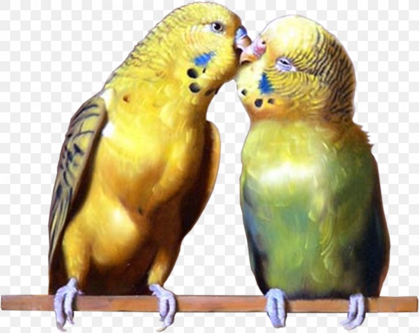 Budgerigar Lovebird Parrots Parakeet, PNG, 1108x881px, Budgerigar, Adaptation, Animal, Beak, Bird Download Free