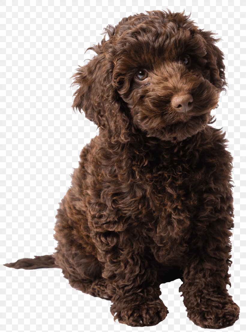 Ellie's Story: A Dog's Purpose Puppy Tale Poodle Labradoodle, PNG, 1137x1533px, Poodle, American Water Spaniel, Author, Barbet, Book Download Free