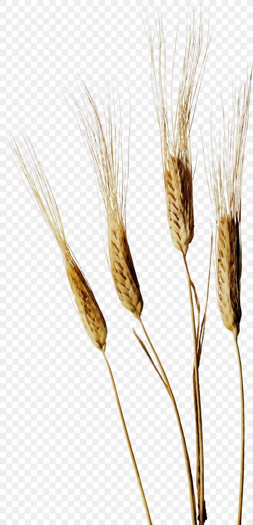 Emmer Einkorn Wheat Cereal Grain Caryopsis, PNG, 1874x3882px, Emmer, Agriculture, Barley, Barleys, Caryopsis Download Free