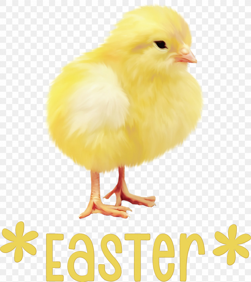 Feather, PNG, 2803x3154px, Easter Day, Beak, Chicken, Feather, Happy Easter Download Free