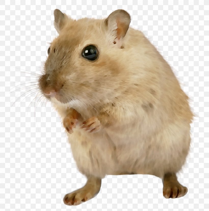 Hamster, PNG, 1250x1265px, Watercolor, Fare, Gerbil, Hamster, Mouse Download Free