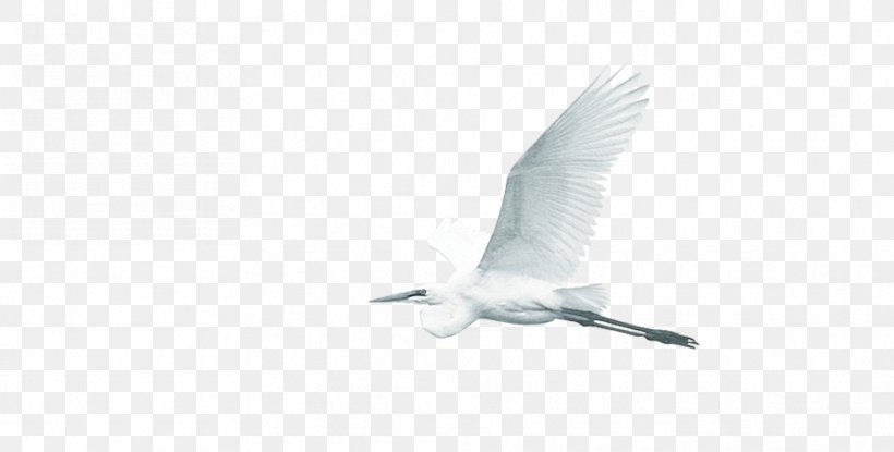 Water Bird Wing Beak Feather, PNG, 935x474px, Bird, Beak, Feather, Sky, Water Bird Download Free