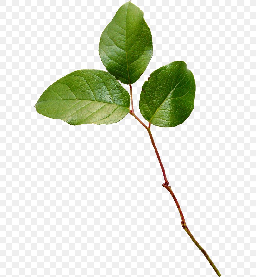Leaf Twig Plant Stem, PNG, 600x888px, Leaf, Autumn Leaf Color, Branch, Deciduous, Hugh Turvey Download Free