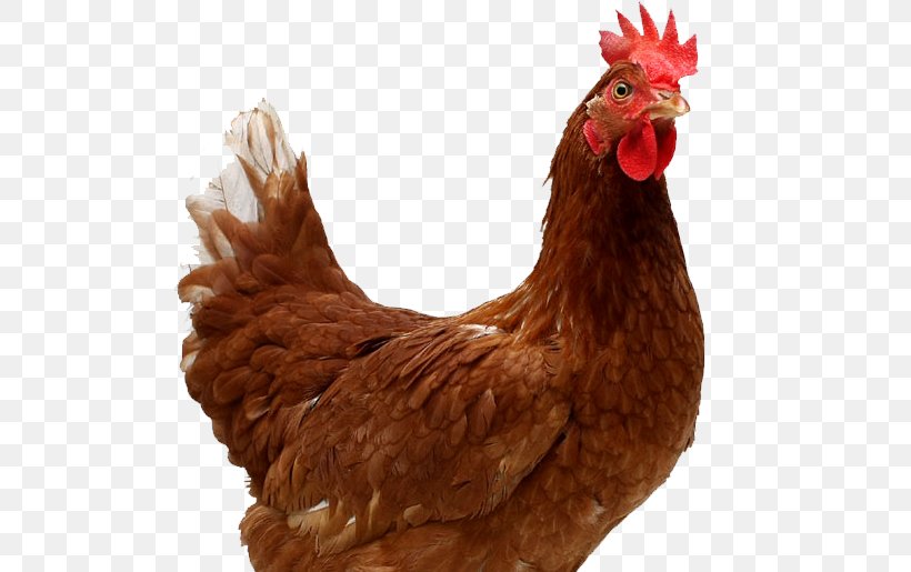 Leghorn Chicken Barbecue Chicken Broiler Hen, PNG, 515x515px, Leghorn Chicken, Barbecue Chicken, Beak, Bird, Broiler Download Free