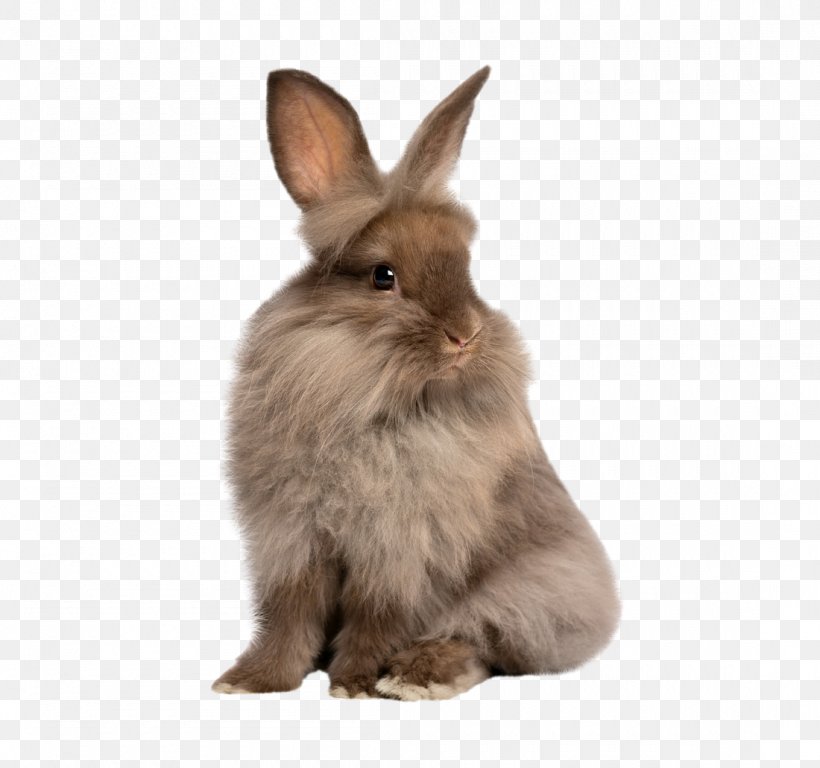 Lionhead Rabbit Angora Rabbit Holland Lop, PNG, 1100x1031px, Lionhead Rabbit, Angora Rabbit, Cat Litter Trays, Cuteness, Depositphotos Download Free