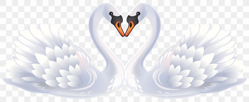 Mute Swan Bird Black Swan Valentine's Day Clip Art, PNG, 5675x2345px, Mute Swan, Beak, Bird, Black Swan, Cygnini Download Free