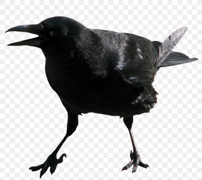American Crow Common Raven Clip Art, PNG, 947x844px, American Crow, Alpha Compositing, Beak, Bird, Blackbird Download Free