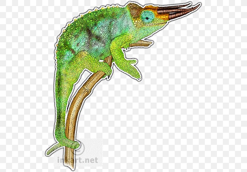 Chameleons Reptile Lizard Drawing Panther Chameleon, PNG, 527x570px, Chameleons, Amphibian, Animal, Chameleon, Colored Pencil Download Free