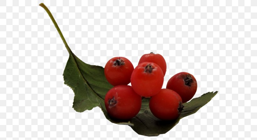 Cranberry Berries Accessory Fruit Rowan, PNG, 600x448px, Cranberry, Accessory Fruit, Acerola Family, Aronia Melanocarpa, Berries Download Free