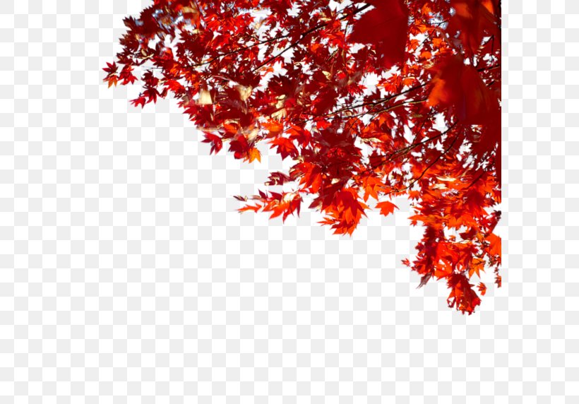 Autumn LiveInternet, PNG, 600x572px, Autumn, Branch, Daytime, Flowering Plant, Google Bookmarks Download Free