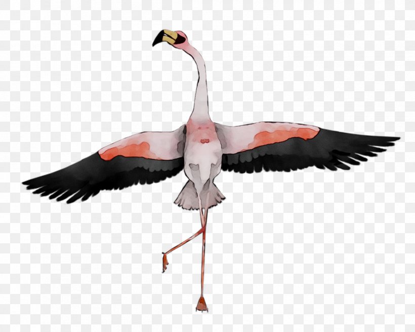 Ducks, Geese And Swans Bird Goose, PNG, 1248x998px, Swans, Beak, Bird, Ciconiiformes, Crane Download Free