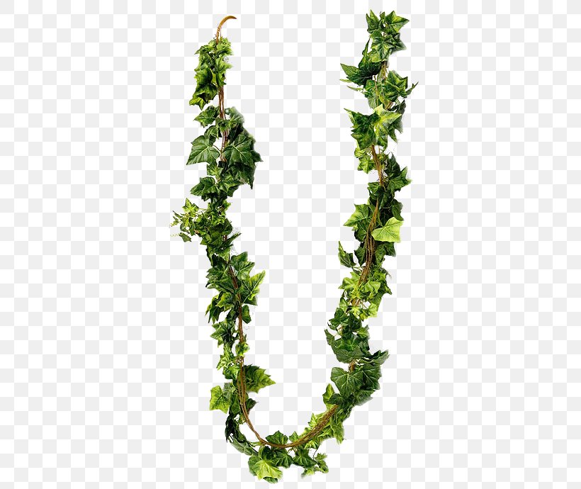 Herb Leaf, PNG, 399x690px, Herb, Branch, Evergreen, Ivy, Leaf Download Free
