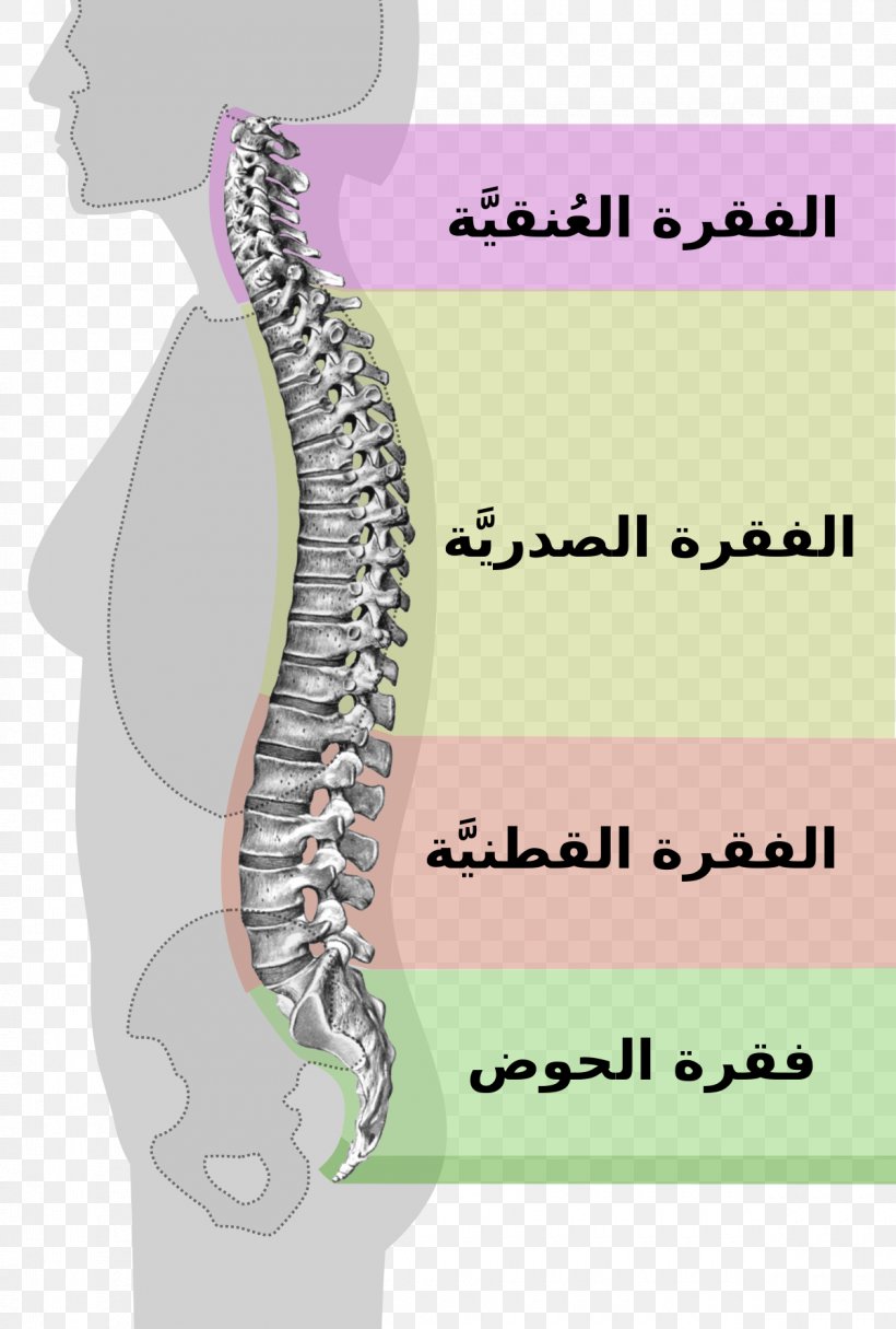Vertebral Column Neutral Spine Lumbar Spinal Stenosis, PNG, 1200x1779px, Watercolor, Cartoon, Flower, Frame, Heart Download Free