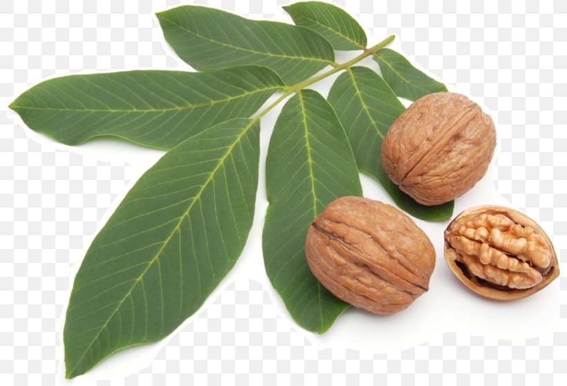 Walnut Illustration Stock Photography Shutterstock, PNG, 800x558px, Walnut, Blight, Conceptual Photography, Ingredient, Leaf Download Free