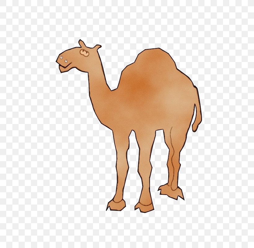 Animal Cartoon, PNG, 800x800px, Dromedary, Animal Figure, Animation, Arabian Camel, Bactrian Camel Download Free