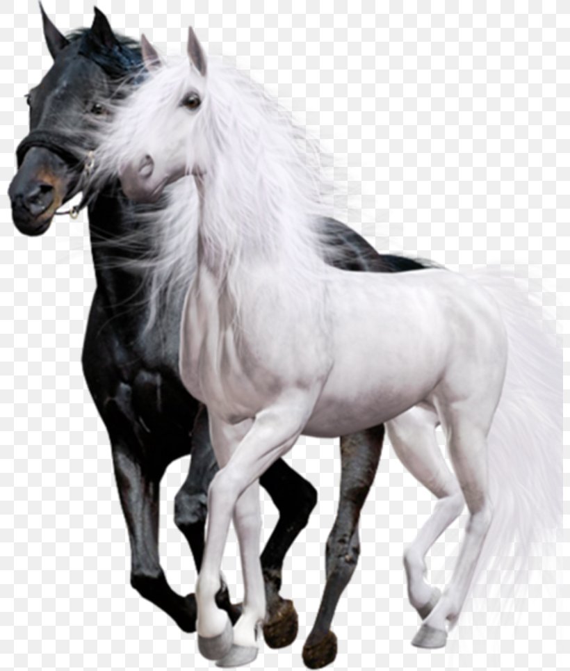 Arabian Horse Friesian Horse Thoroughbred Black White, PNG, 800x965px, Arabian Horse, Bay, Black, Colt, Equestrian Download Free