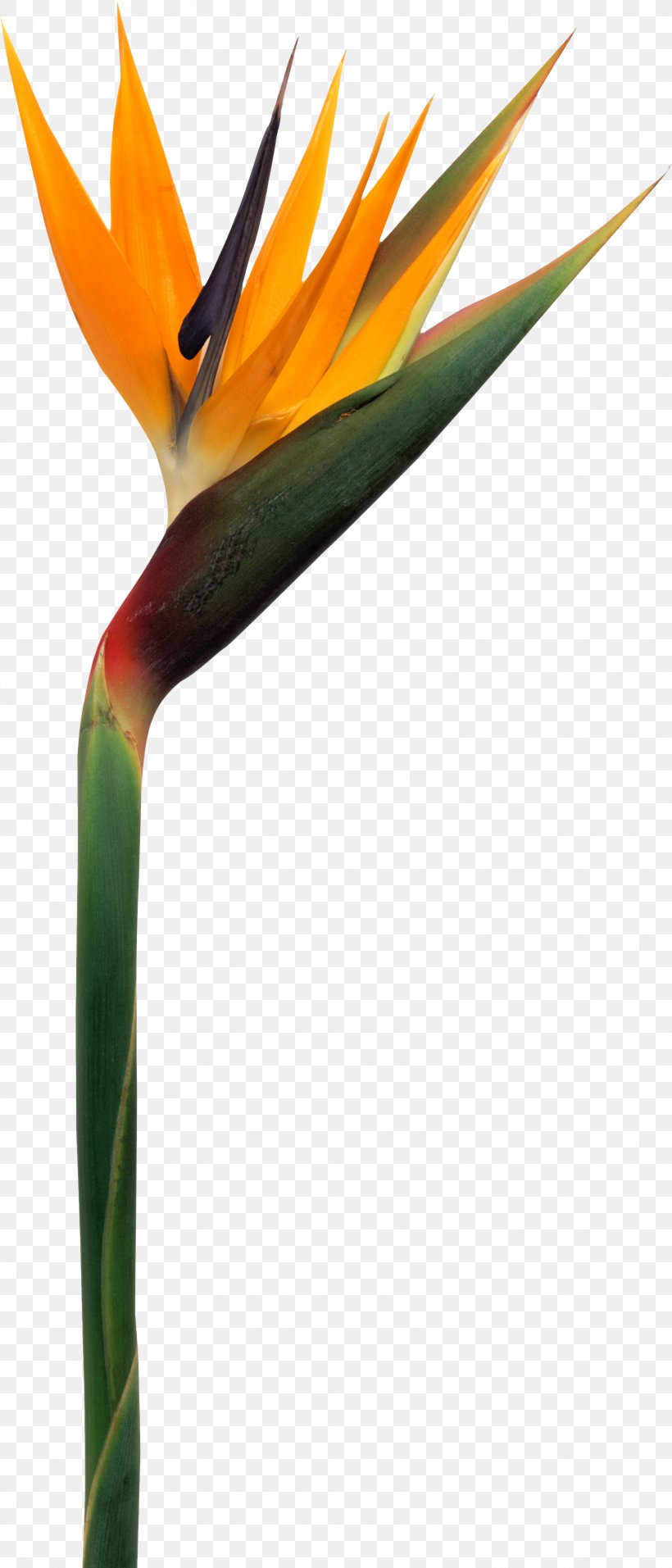 Flower Strelitzia Reginae Perfume Plant, PNG, 1596x3724px, Flower, Beak, Bird Of Paradise Flower, Bubbly, Cacharel Download Free