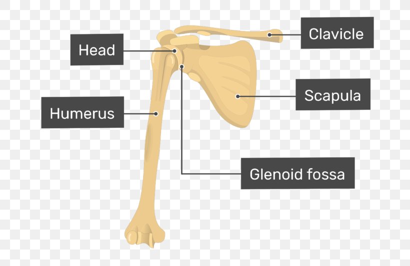Humerus Shoulder Glenoid Cavity Scapula Radius, PNG, 770x533px, Humerus, Anatomy, Arm, Block Diagram, Bone Download Free