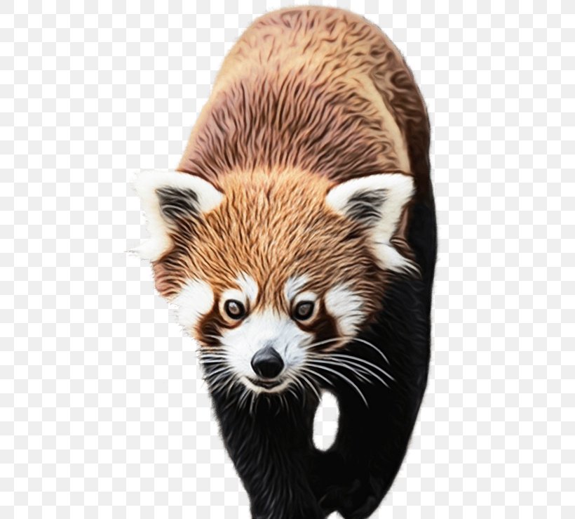 Red Panda Procyon Fur Wildlife Whiskers, PNG, 515x739px, Watercolor, Fur, Paint, Procyon, Red Panda Download Free