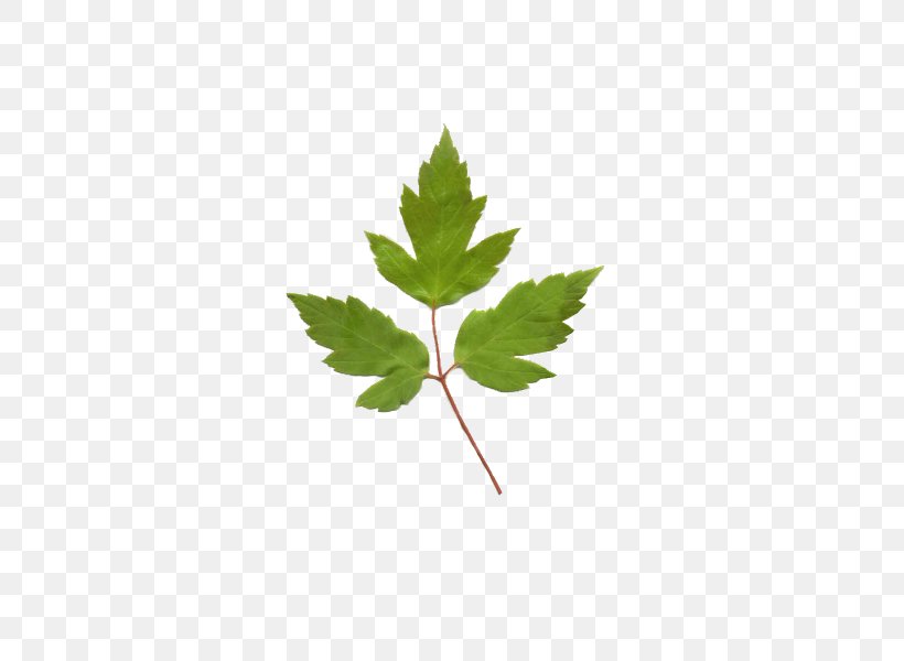 Boxelder Maple Maple Leaf European Ash Plant Stem, PNG, 450x600px, Boxelder Maple, Baumschule, Branch, Cedar, Clickandgreen Gmbh Download Free