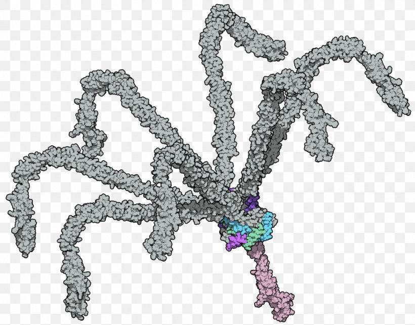 C4b-binding Protein Molecular Binding Protein Domain, PNG, 1024x802px, Protein, Art, Binding Protein, Cell Membrane, Complement System Download Free