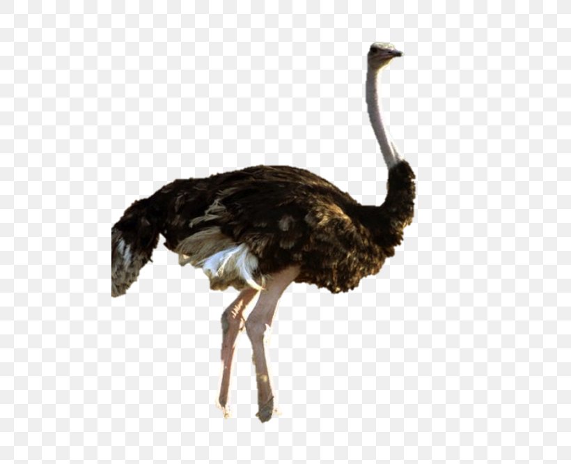 Common Ostrich Flightless Bird, PNG, 500x666px, Common Ostrich, Animal, Beak, Bird, Birdwatching Download Free