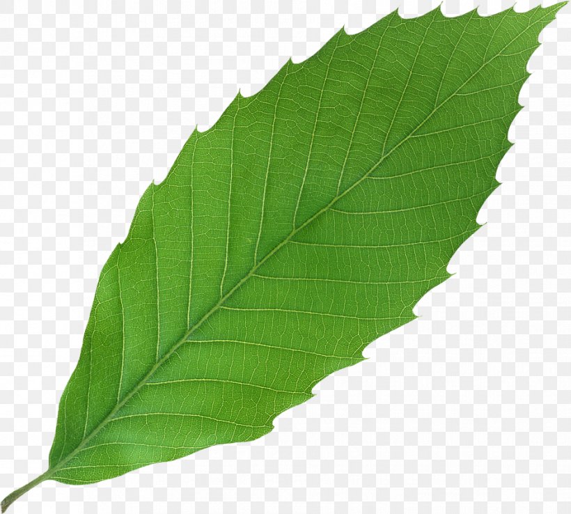 Leaf Plant Green, PNG, 941x848px, Leaf, Apple, Bladnerv, Green, Plant Download Free