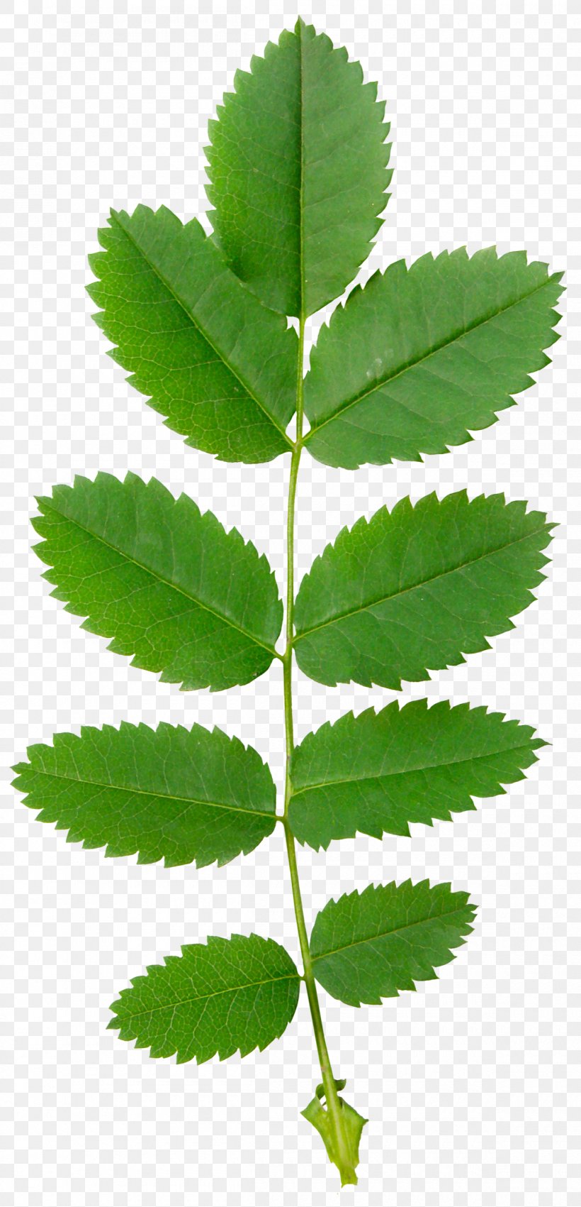 Leaf Plant Stem Blog Spring RSS, PNG, 1200x2490px, Leaf, Blog, Herbalism, Plant, Plant Stem Download Free