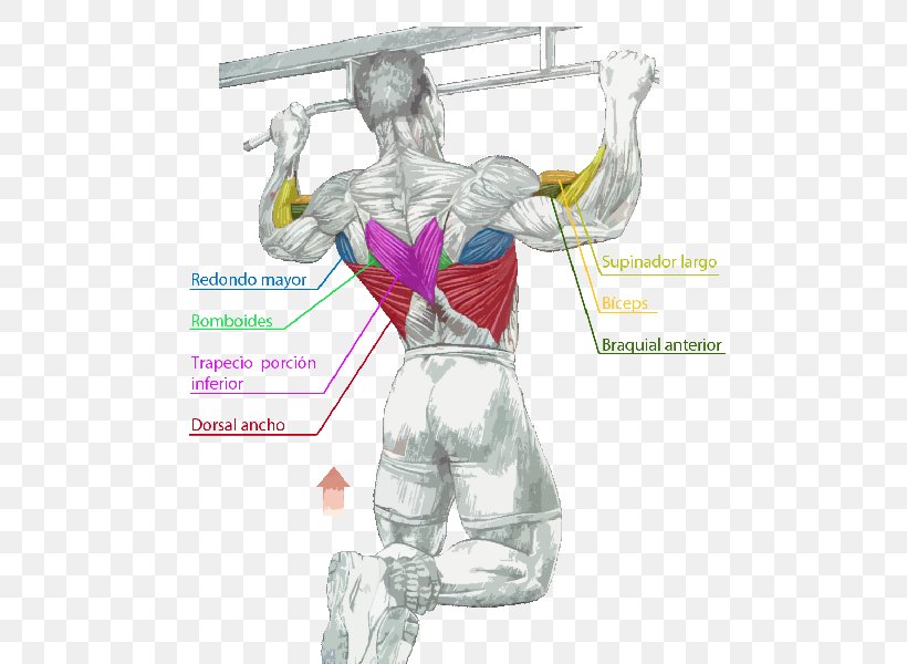 Pull-up Chin-up Muscle Pulldown Exercise, PNG, 503x600px, Watercolor, Cartoon, Flower, Frame, Heart Download Free