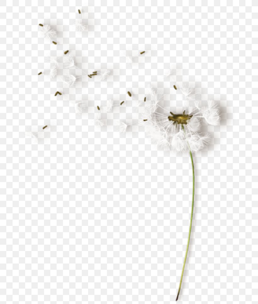 Flower White Color Clip Art, PNG, 688x969px, Flower, Blossom, Branch, Color, Common Dandelion Download Free