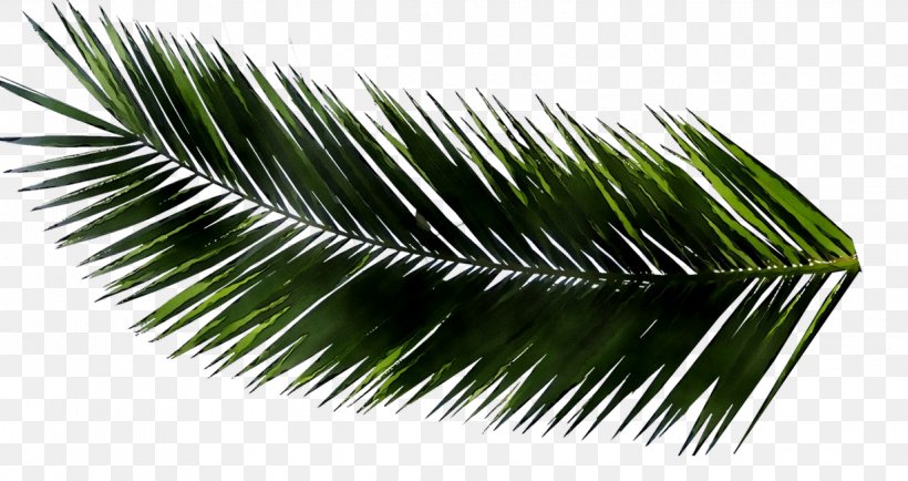 Metasequoia Glyptostroboides Palm Trees Leaf Palm Branch, PNG, 1226x649px, Metasequoia Glyptostroboides, Arecales, Botany, Branch, Coast Redwood Download Free