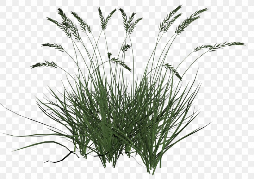 Ornamental Grass Grasses Lawn Clip Art, PNG, 1024x724px, Ornamental Grass, Commodity, Grass, Grass Family, Grasses Download Free