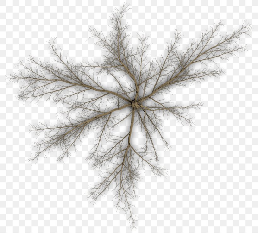 Pine Twig Tree Branch Leaf, PNG, 800x741px, Pine, Black And White, Branch, Com, Computer Software Download Free