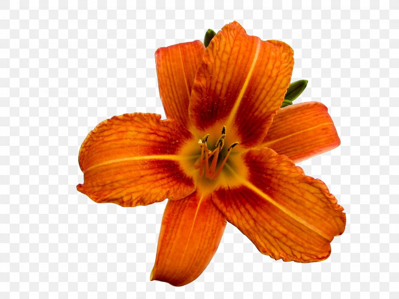 Orange Lily Photography Flower Clip Art, PNG, 2048x1536px, Orange Lily, Daylily, Diary, Flower, Flowering Plant Download Free