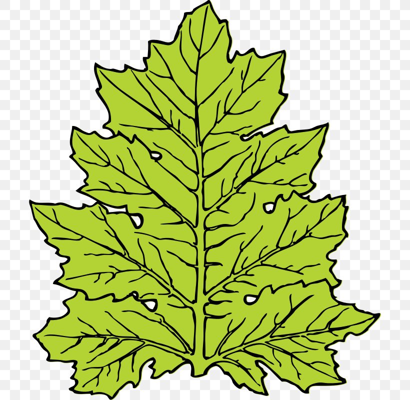 Acanthus Mollis Leaf Clip Art, PNG, 704x800px, Acanthus Mollis, Acanthaceae, Acanthus, Artwork, Drawing Download Free
