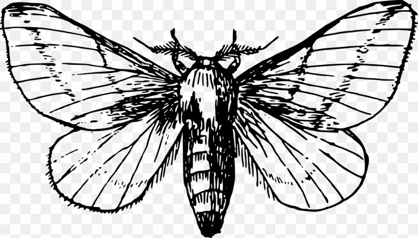Butterfly Moth Drawing Clip Art, PNG, 1280x730px, Butterfly, Animal, Arthropod, Artwork, Black And White Download Free