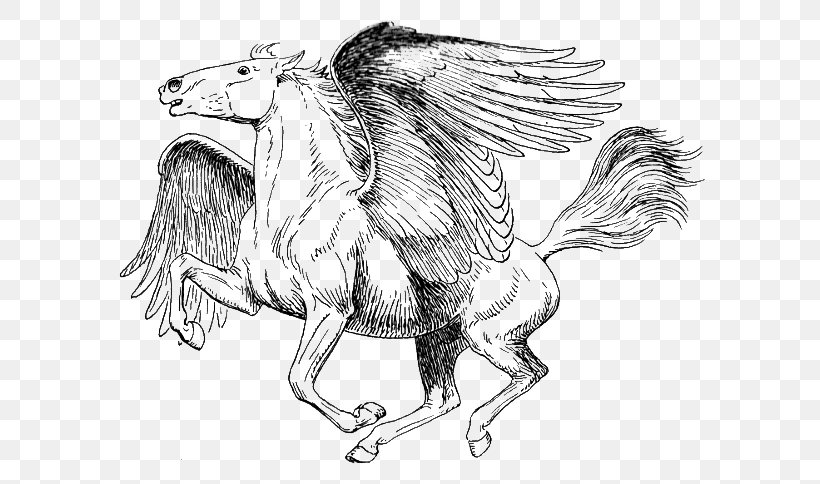 Coloring Book Drawing Pegasus Paper, PNG, 600x484px, Coloring Book, Adult, Art, Author, Bird Download Free