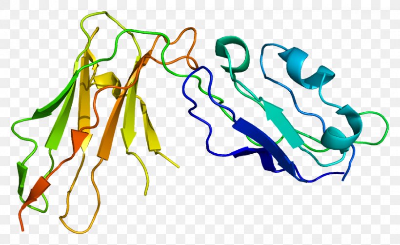 Lilrb1 Gene Protein Leukocyte Immunoglobulin-like Receptors Clip Art, PNG, 915x561px, Watercolor, Cartoon, Flower, Frame, Heart Download Free