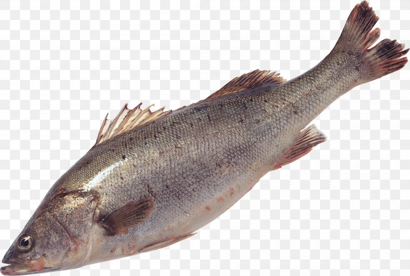 Salmon Fish Products Sardine Trout Cod, PNG, 2107x1423px, Fish, Animal, Animal Source Foods, Barramundi, Bighead Carp Download Free