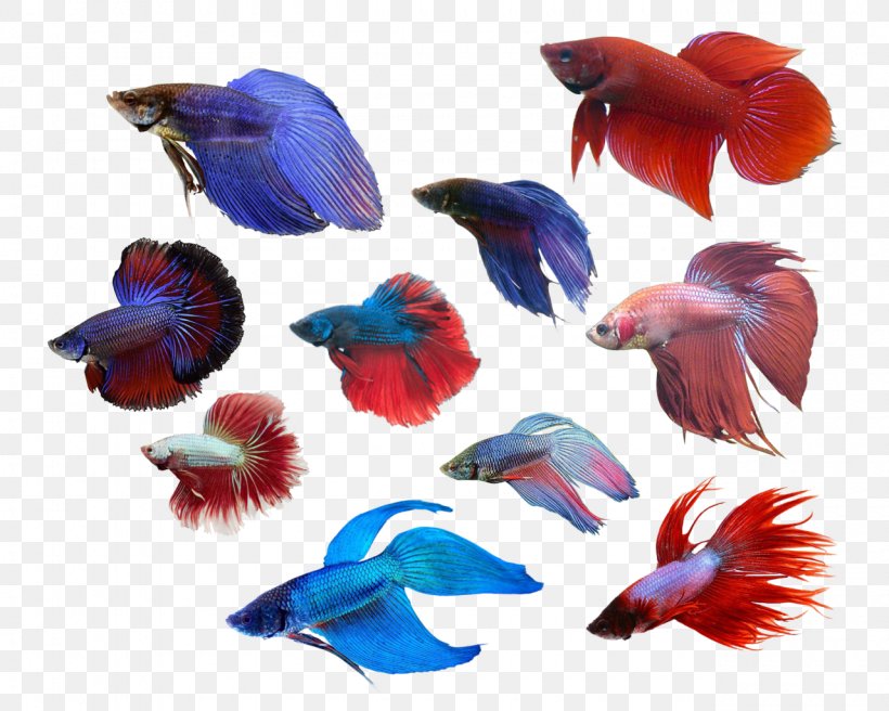 Siamese Fighting Fish Cobalt Blue Anatomy, PNG, 1280x1024px, Siamese Fighting Fish, Anatomy, Blue, Cobalt, Cobalt Blue Download Free