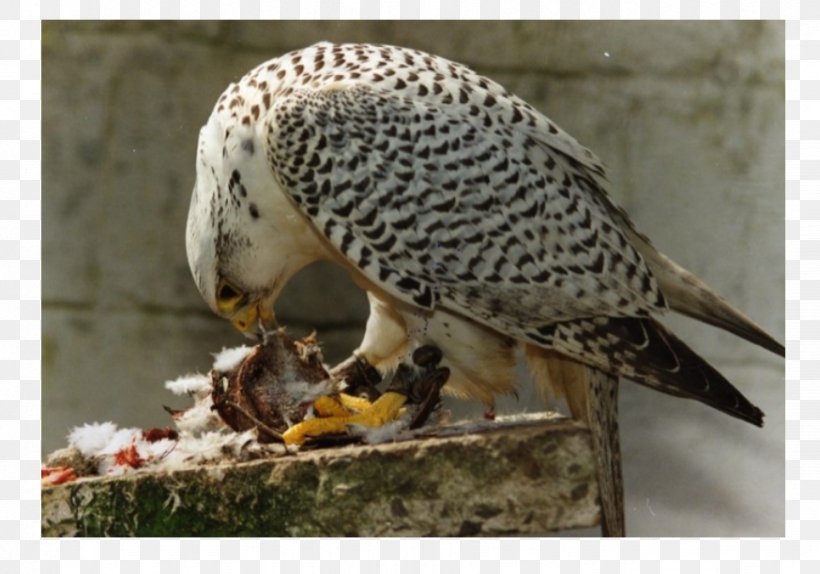 Fauna Hawk Falcon Beak, PNG, 874x612px, Fauna, Beak, Bird, Bird Of Prey, Falcon Download Free